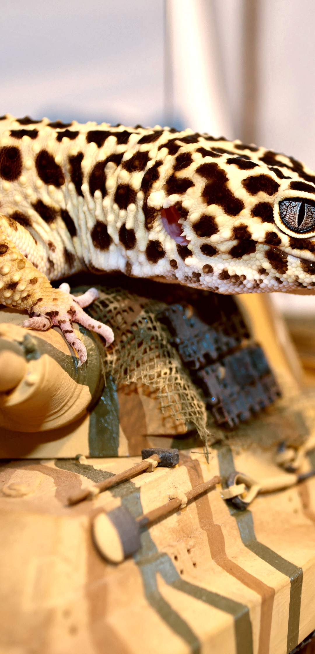 Image: Gecko, lizard, spots, tank