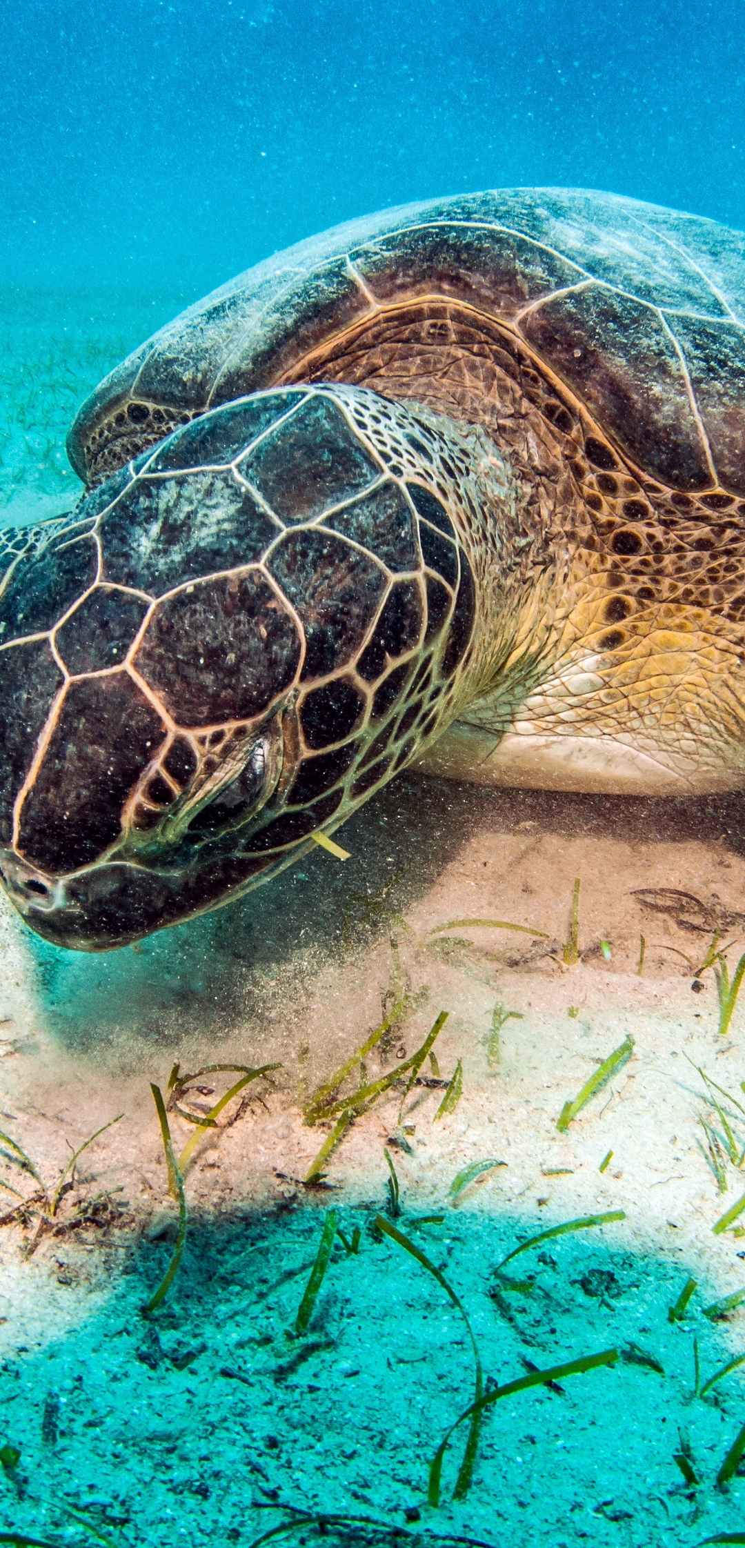 Картинка: Морская черепаха, песок, дно, растения, освещение