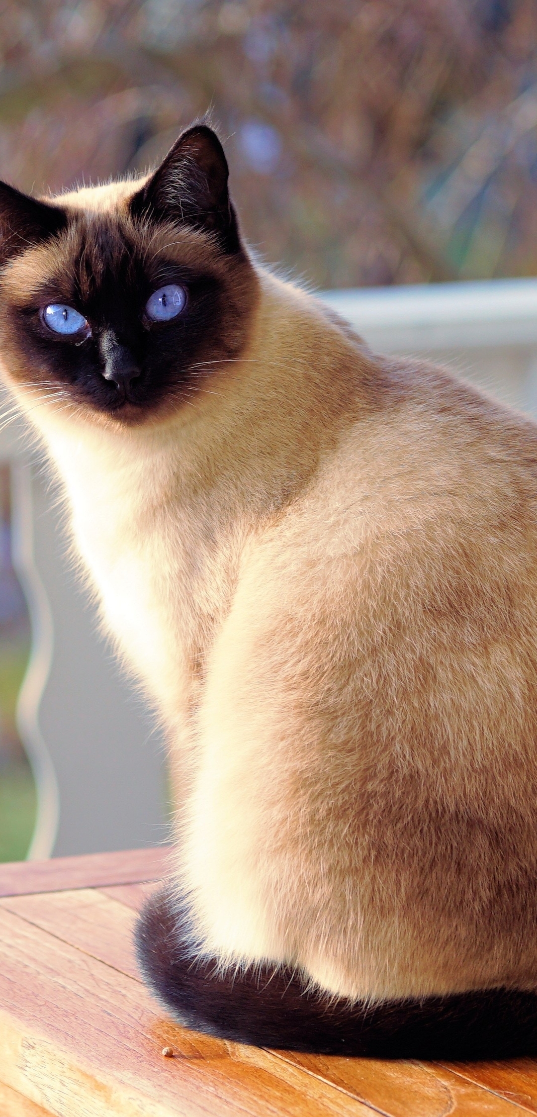Картинка: Кошка, сиамская, шерсть, мордочка, взгляд, голубые, глаза, стол, сидит