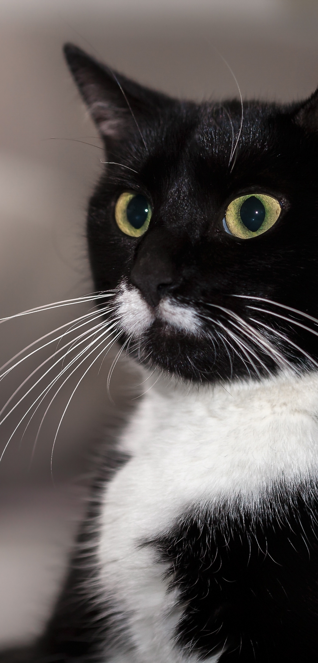 Картинка: Кот, кошка, чёрная, белая, морда, усы, глаза, взгляд