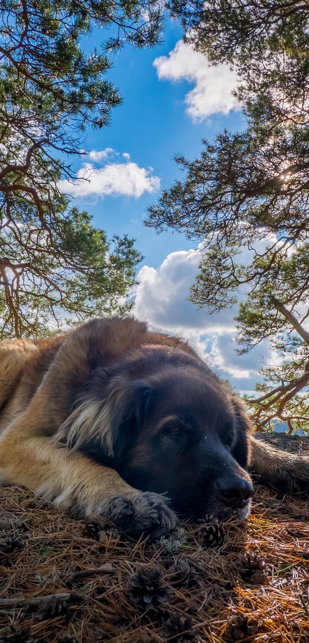 Image: Dog, lying, nature, trees, sky, clouds