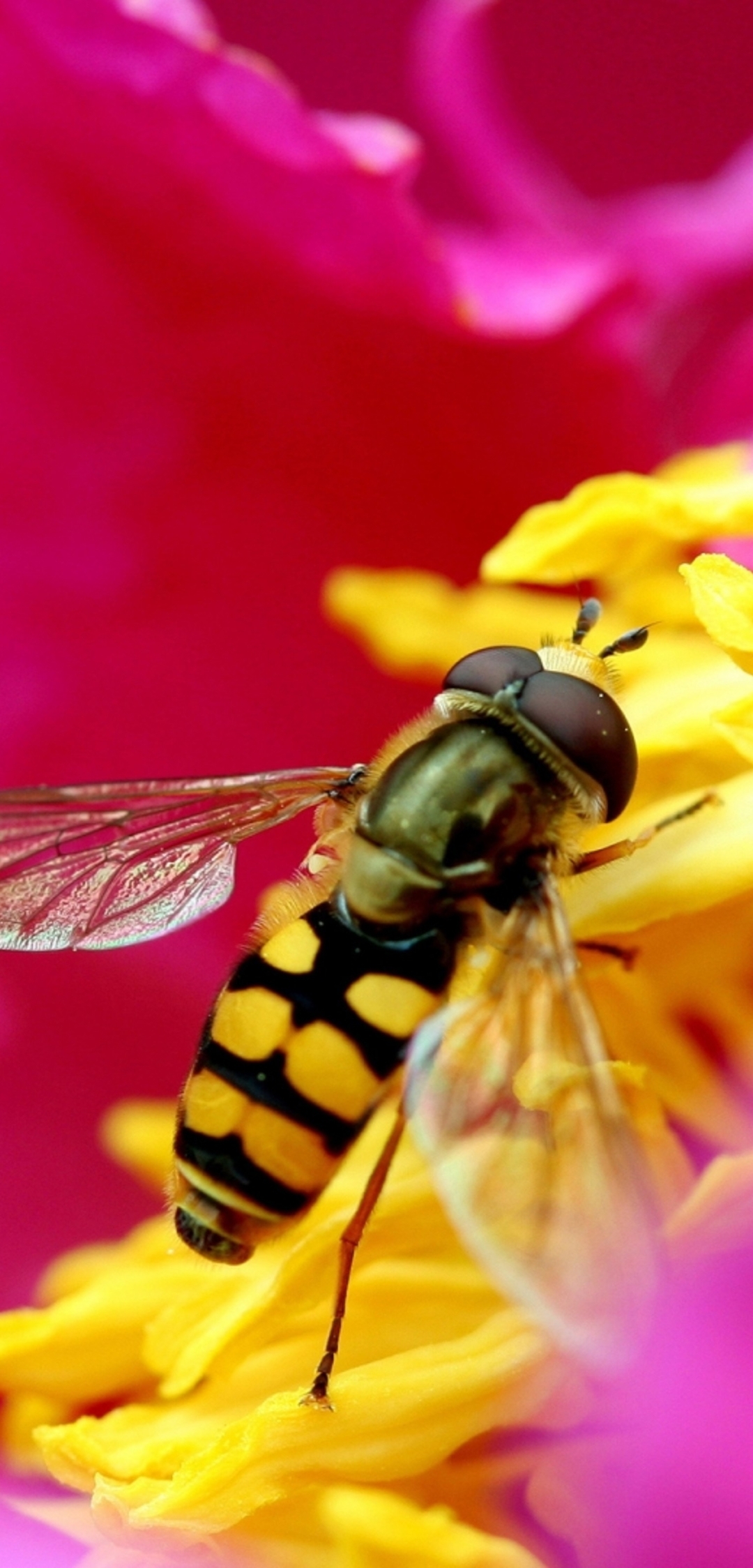 Image: Fly, Sirpa, Syrphus ribesii, flower, heart, stamens