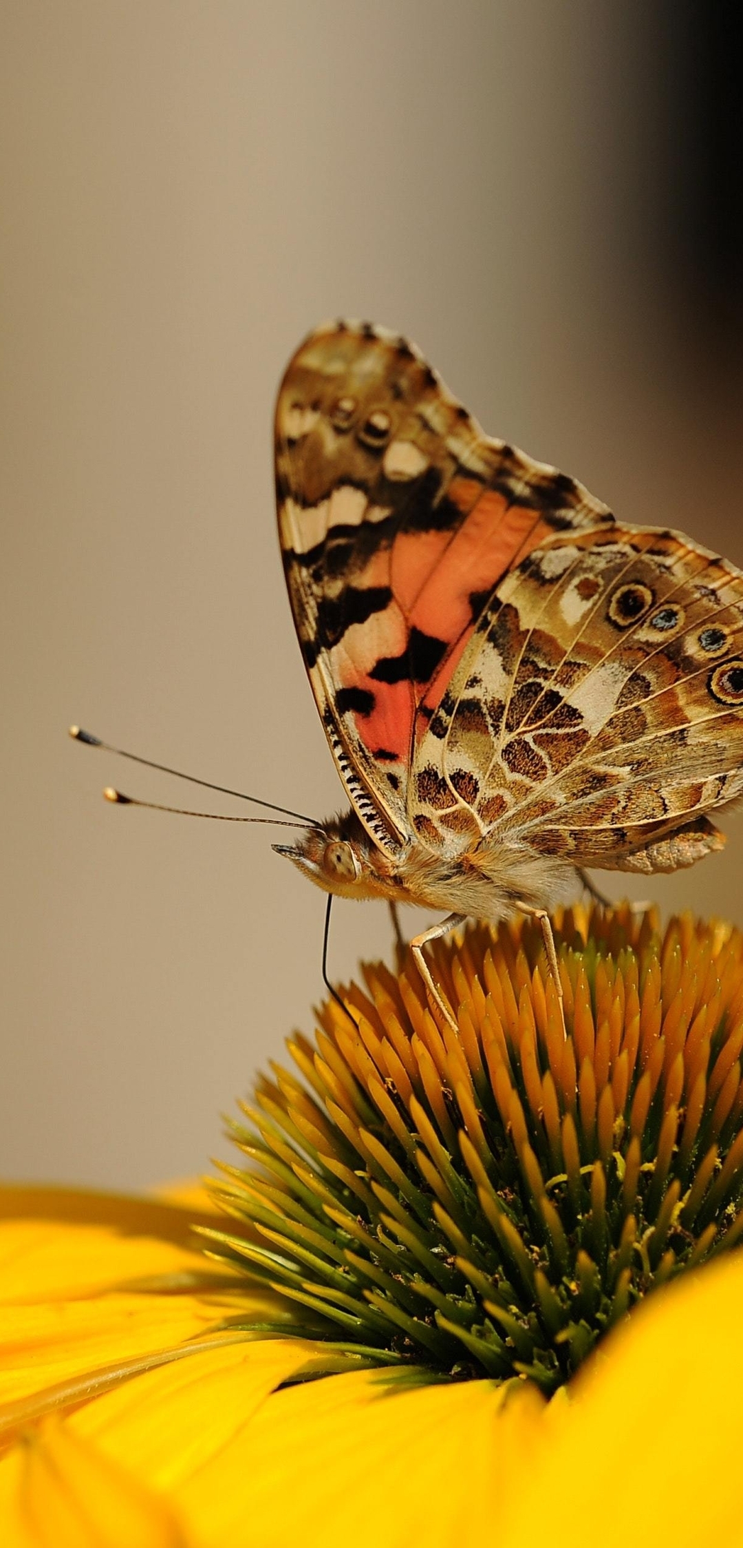 Картинка: Цветок, жёлтый, бабочка, крылья