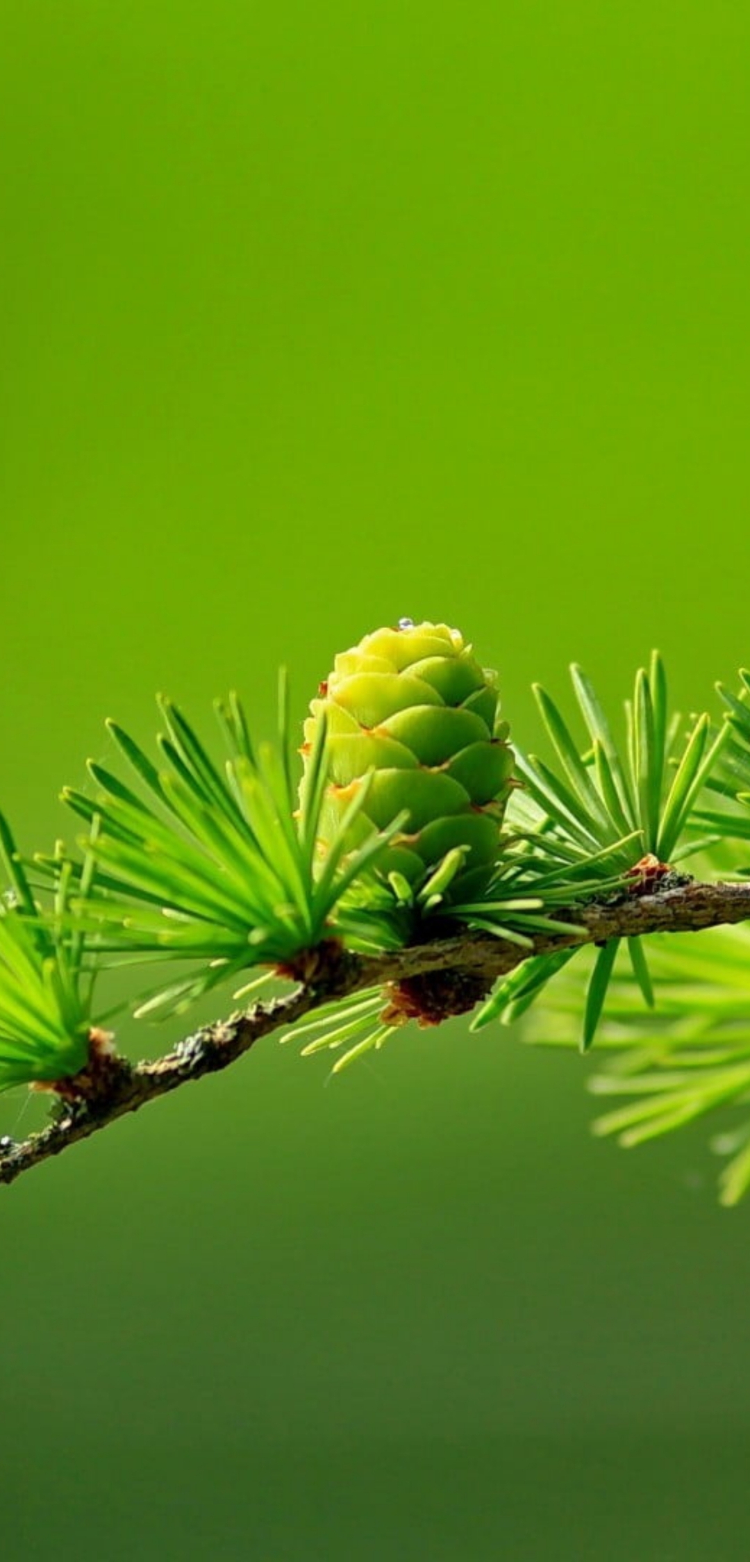 Image: Pine, larch, pinecone, green, needles, green background