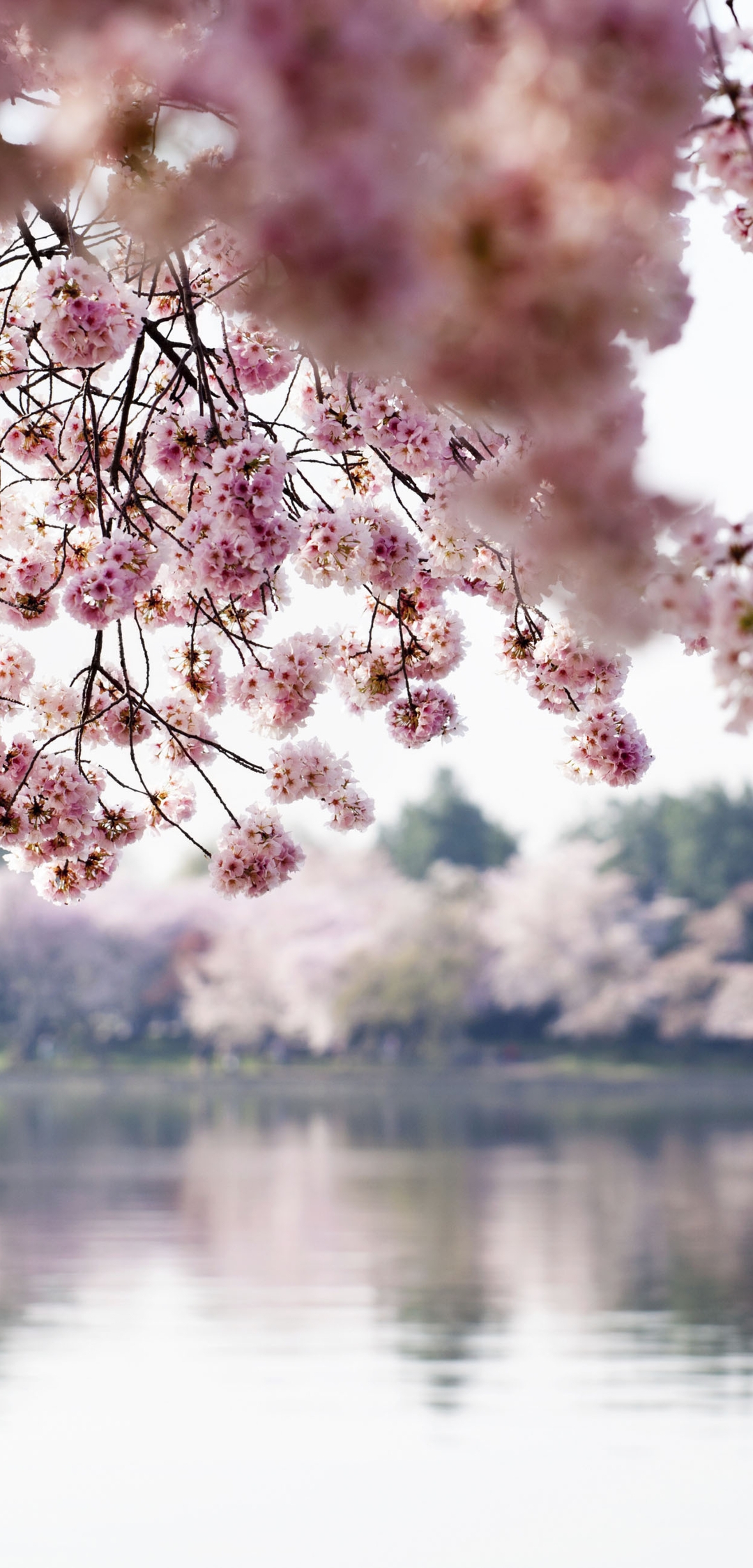 Image: River, water, apple, bloom, flowers, branches, reflection, trees, spring