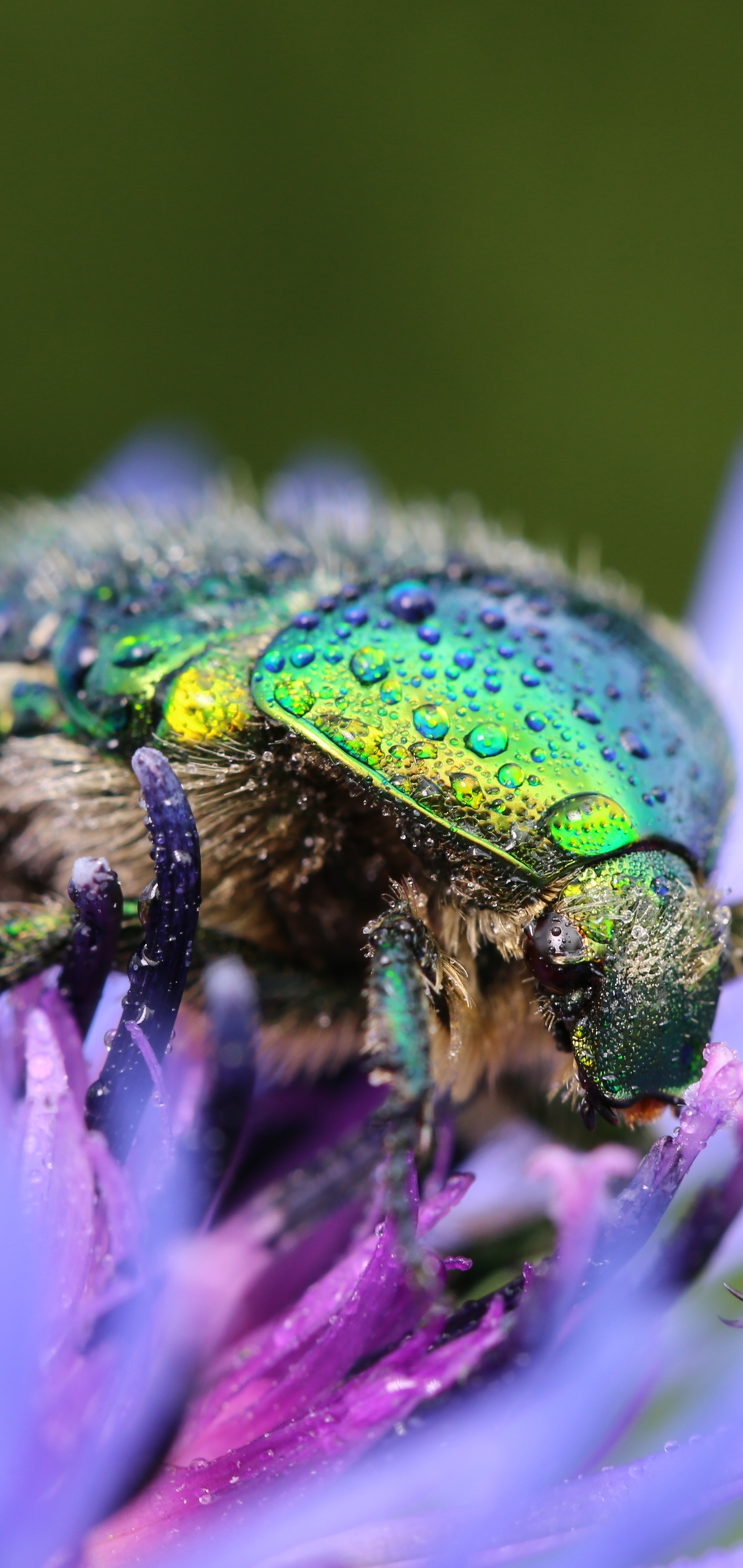 Image: Beetle, chafer, drops, dew, flower, cornflower, macro