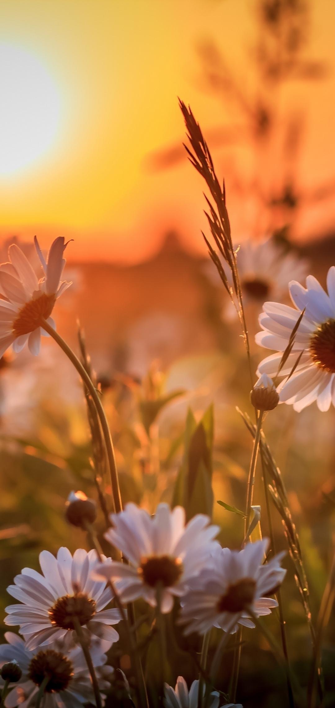 Картинка: Ромашки, цветы, травинки, закат, солнце, поле
