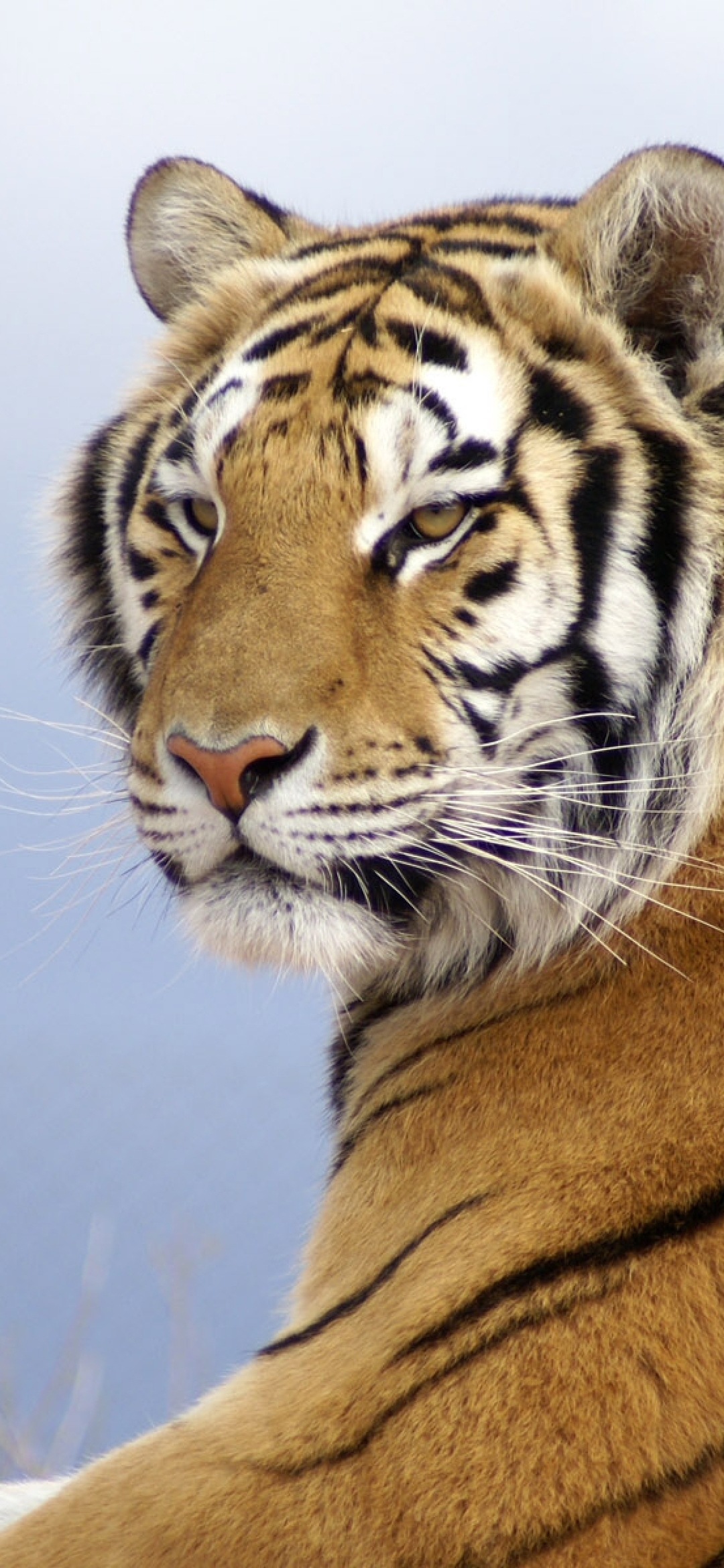 Image: Cat, large, Tiger, striped, Amur, look, predator, muzzle