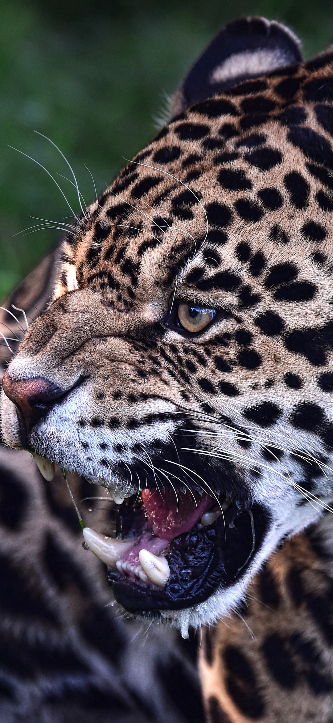 Image: Big cat, Jaguar, predator, grin, canines, spots
