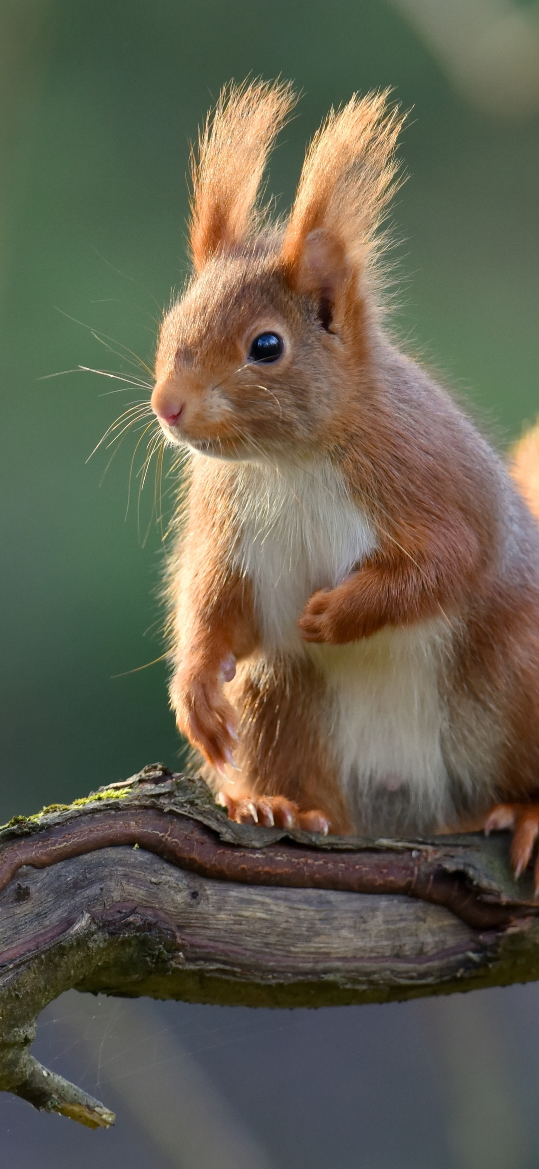 Image: Squirrel, fluffy, sitting, tree, branch