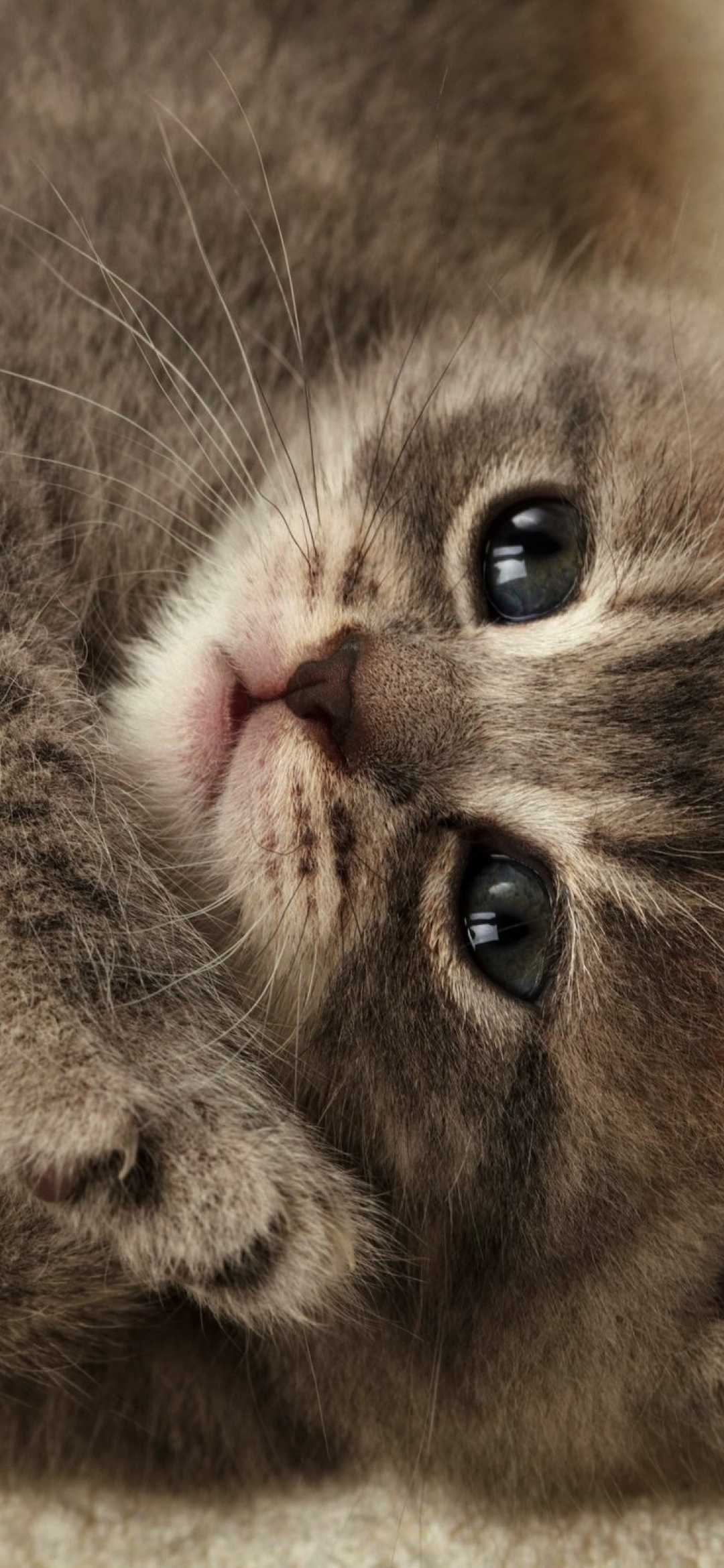 Картинка: Котёнок, маленький, пушистый, мрдочка, глаза, шерсть, лапки, лежит, плед