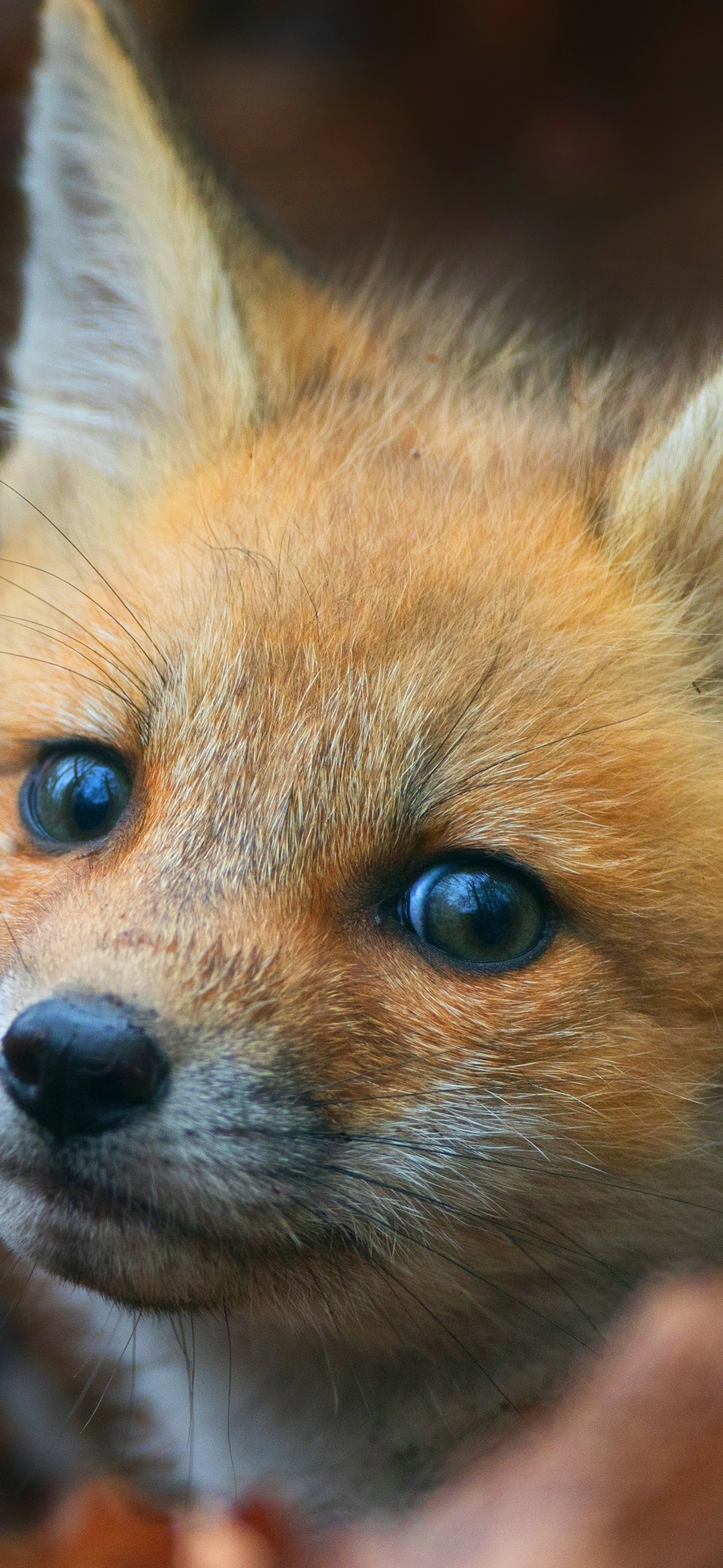 Image: Cub, fox, red, wild, snout, eyes