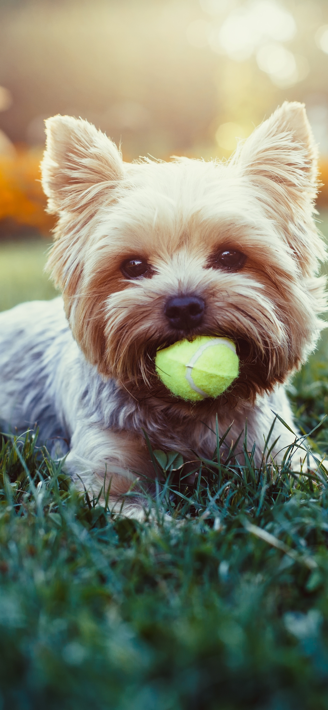 Картинка: Собачка, породистая, мячик, трава, лужайка, игра