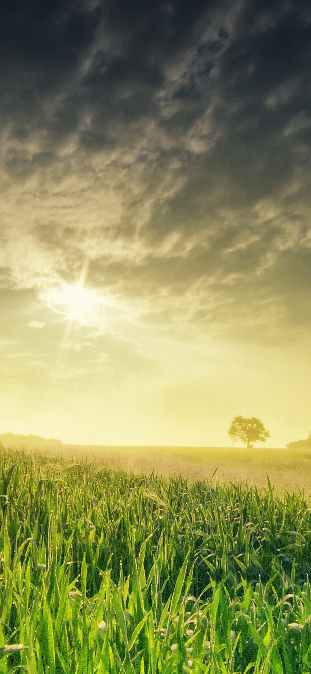Image: Landscape, field, grass, sun, sunset, sky, clouds