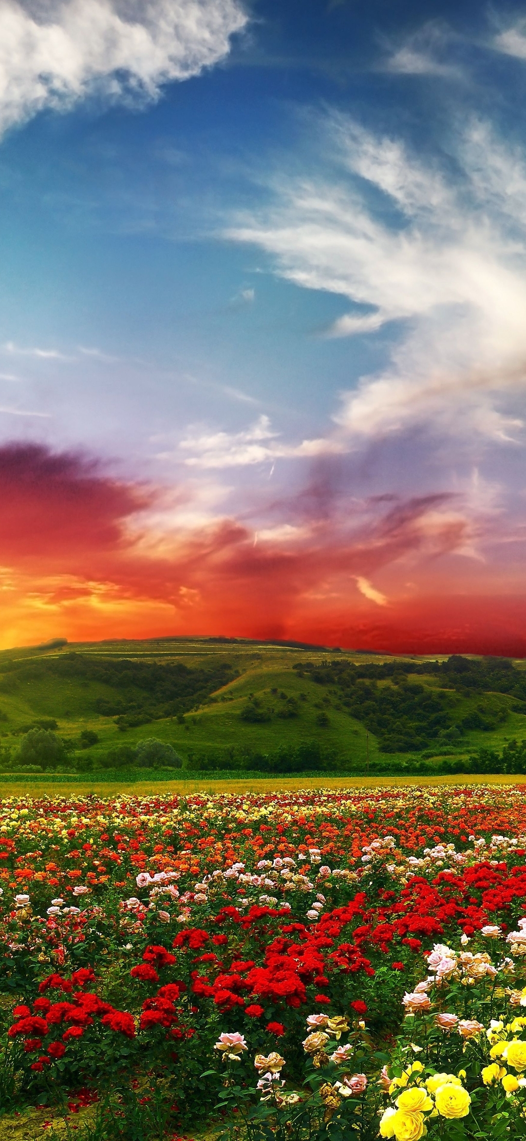 Картинка: цветы, поле, закат, лето, холм, небо