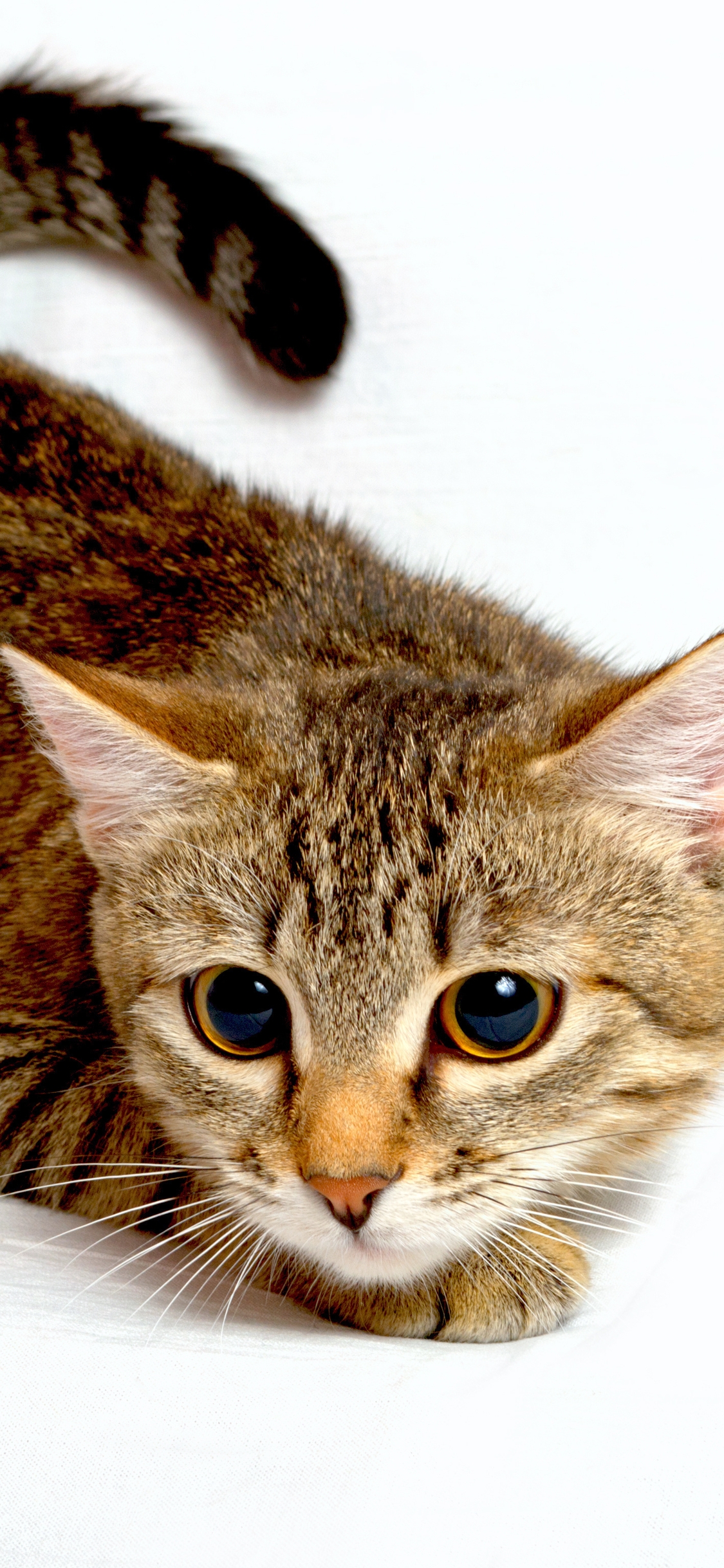 Картинка: Котик, морда, глаза, полосатый, белый фон
