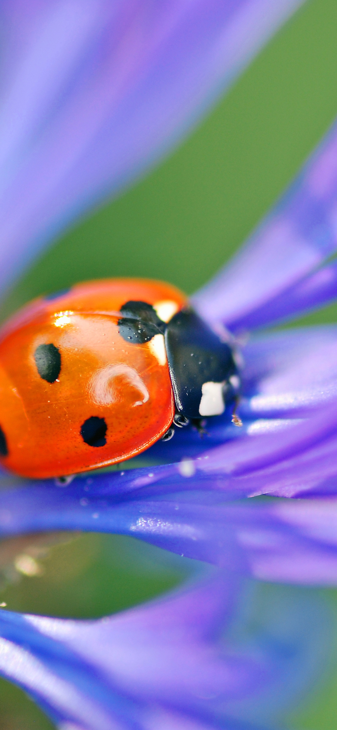 Image: Ladybug, point, sitting, plant, flower, petals