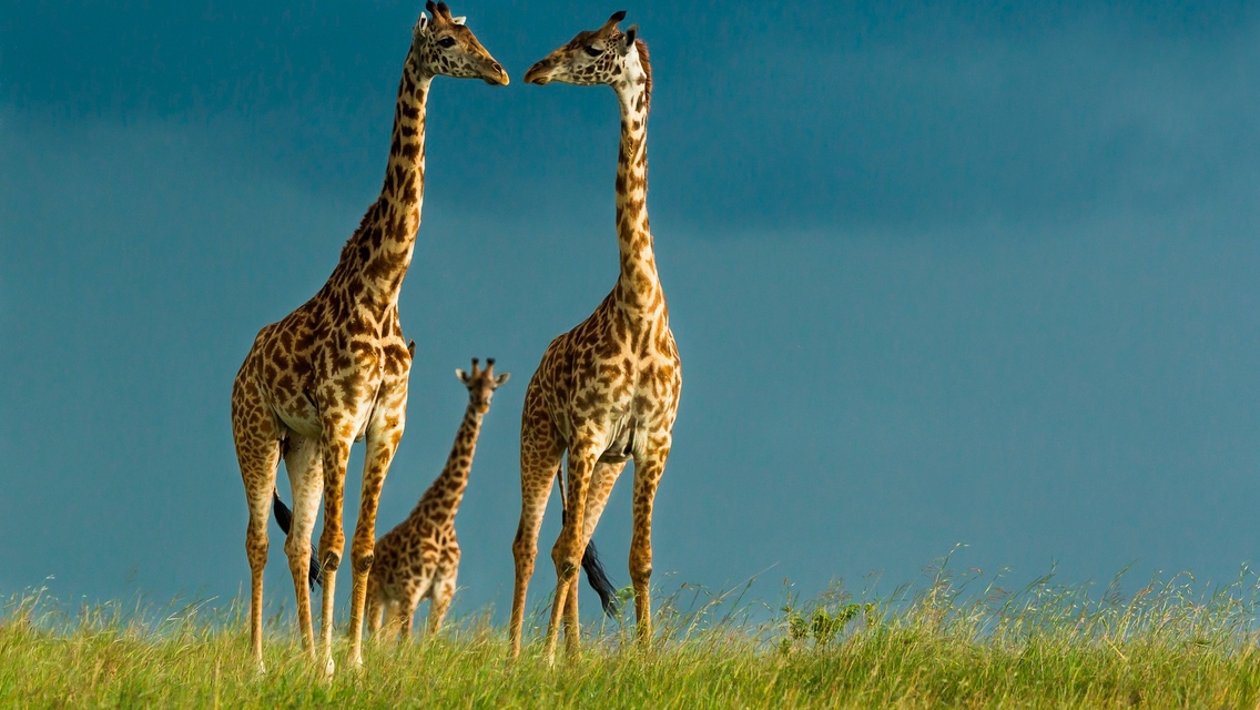 Картинка: Жирафы, длинная шея, Саванна, Африка, дикая природа, небо, трава