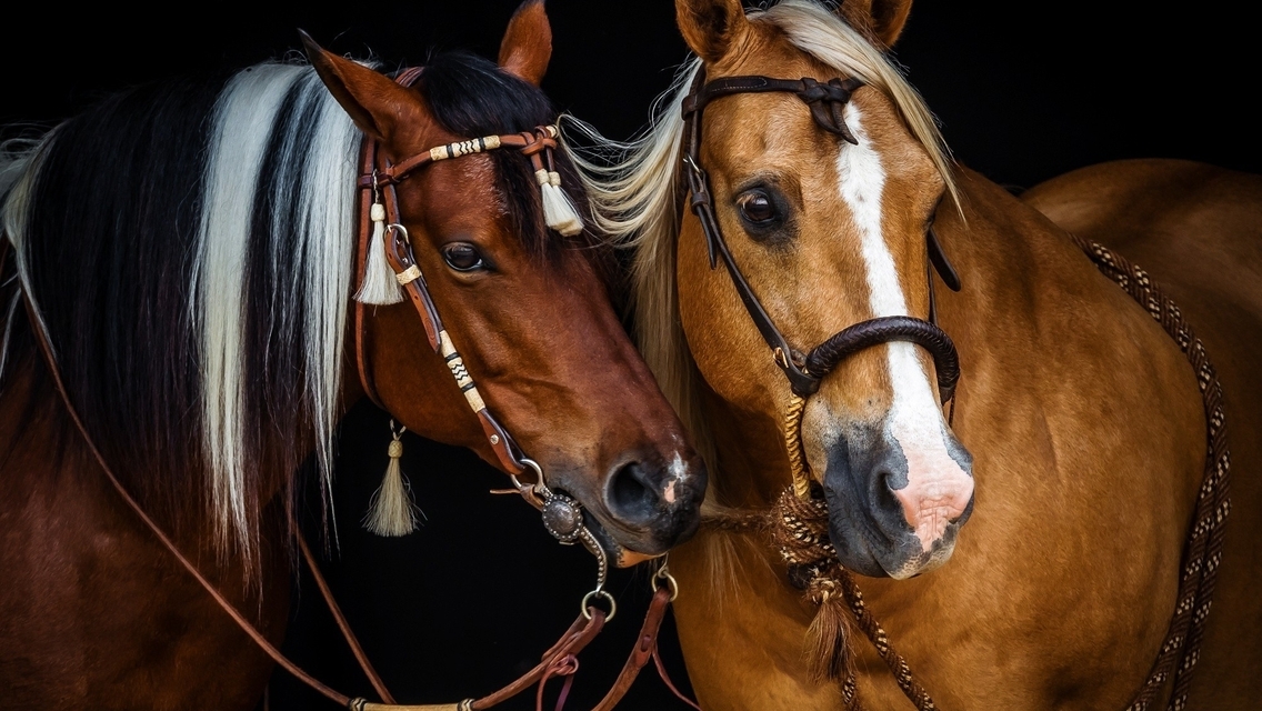 Image: Horses, two, beautiful, mane, bridle