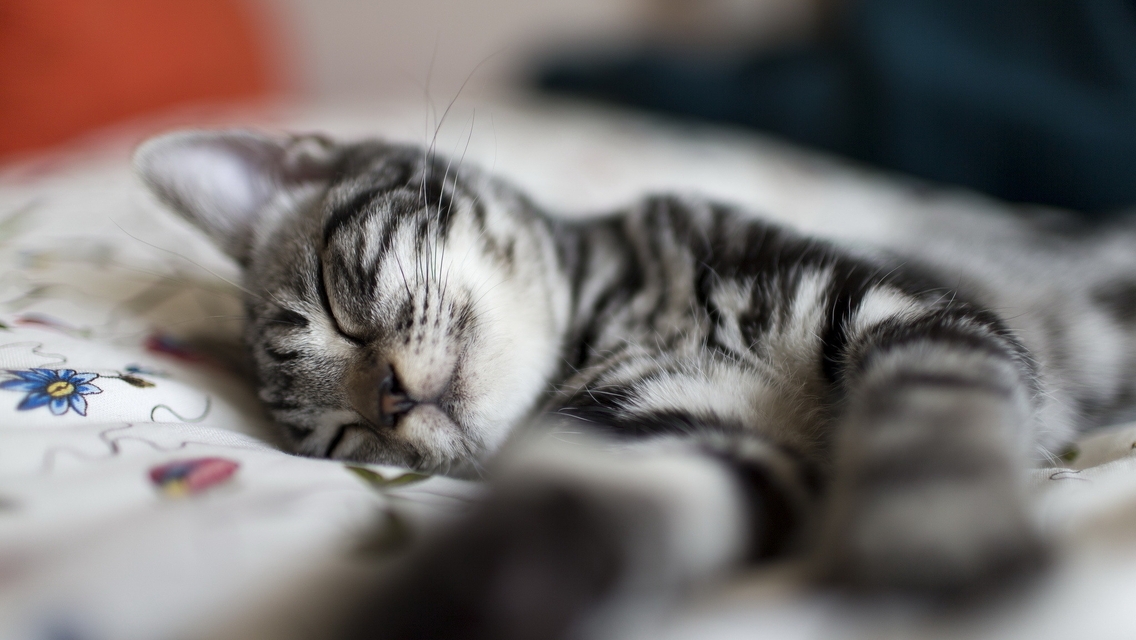 Image: Kitten, sleeping, cute, snout, stripes