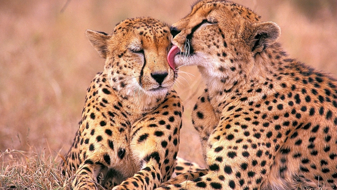 Image: Cheetah, spots, pair, predator, care, licks, muzzle