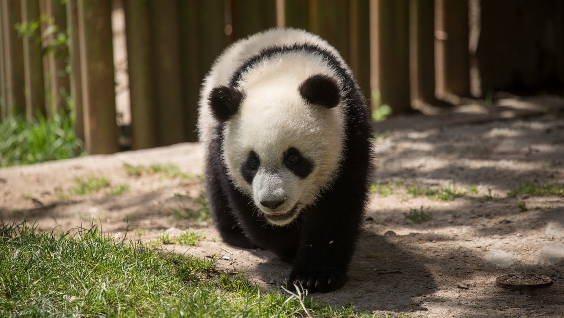 Image: Panda, bear, goes, grass, sand, trees, forest