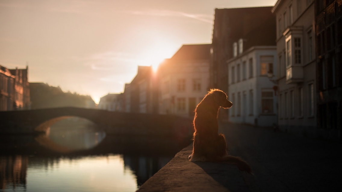 Image: Dog, sitting, sunset, water, bridge, house, street