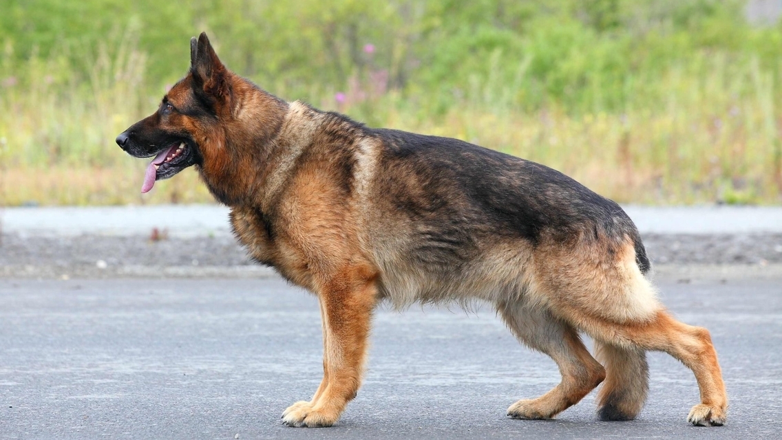 Image: German shepherd, hound, dog
