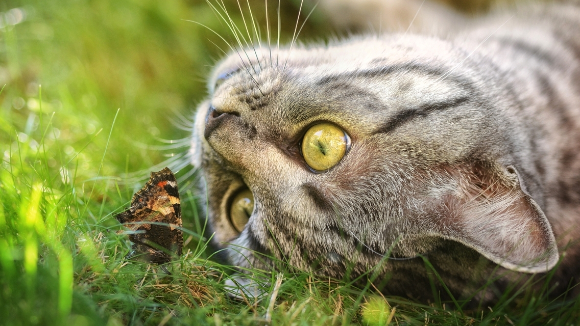 Image: Cat, gray, grass, face, butterfly