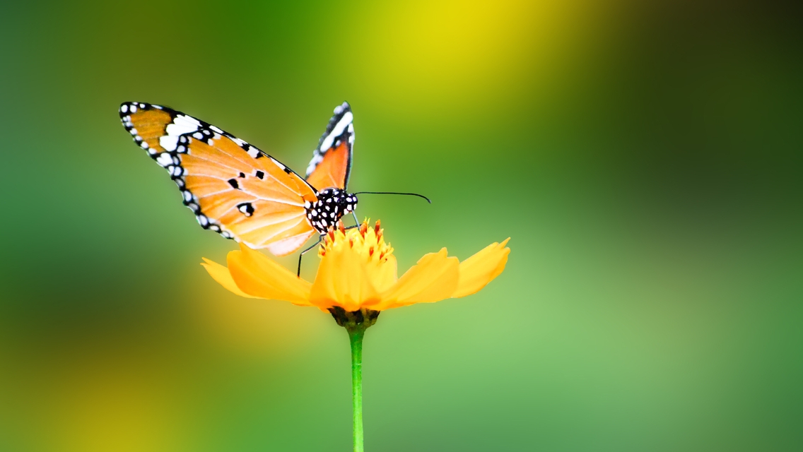 Картинка: Бабочка, крылья, цветок, лепесток, жёлтый, сидит