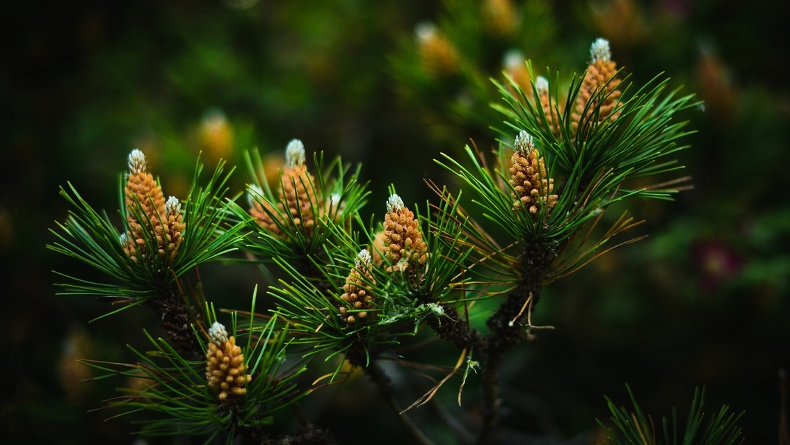 Image: Pine, needles, cones, branches