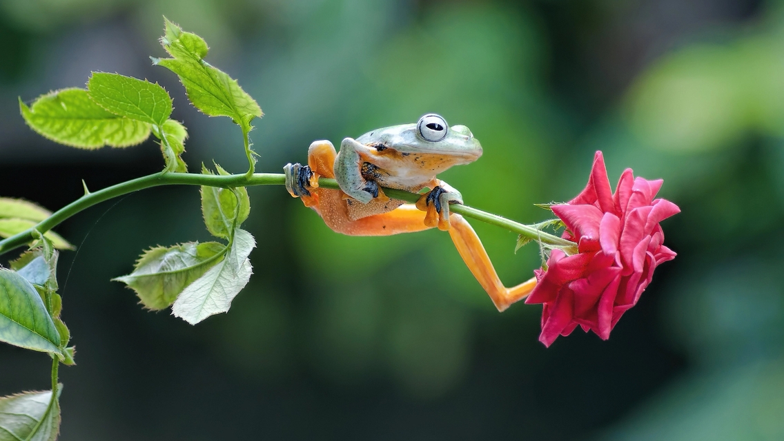 Image: Frog, sitting, stem, flower, rose