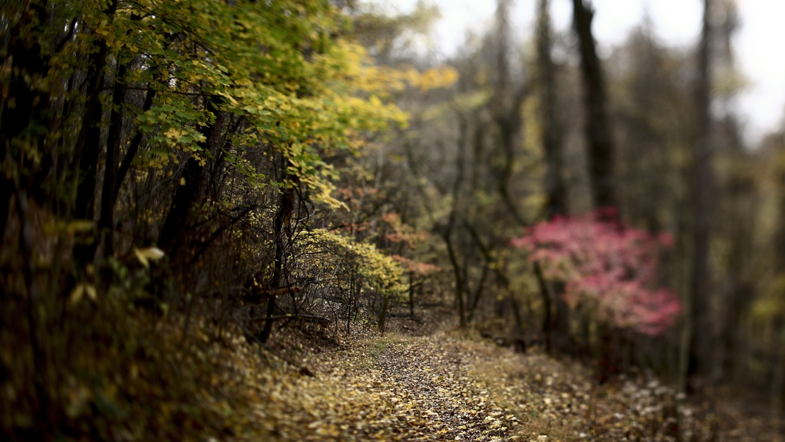 Image: Forest, trees, leaves, autumn, trail, track, blurring