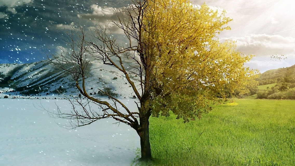 Картинка: Зима, лето, дерево, горы, снег, небо, облака, листья, ветки, трава, поле