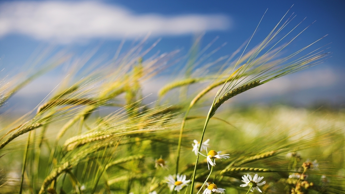 Картинка: Злаки, пшеница, колос, ромашка, поле, ветер, макро, размытость