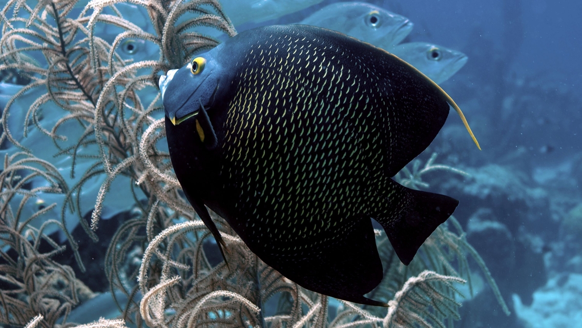 Image: Fish, eyes, black, water, algae, light