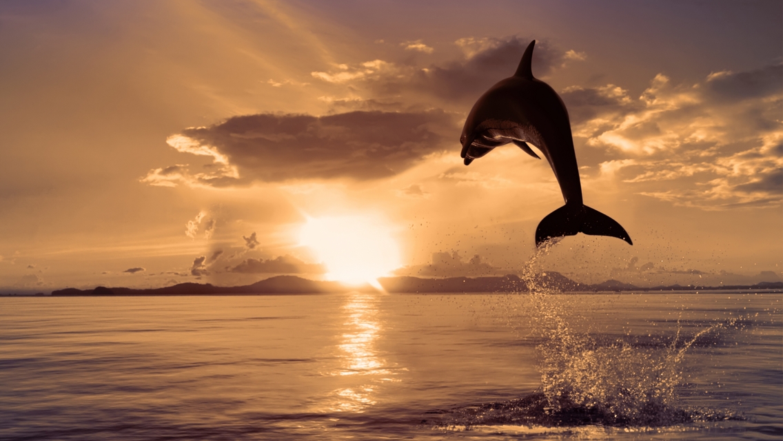 Image: Dolphin, jump, spray, drops, water, ocean, sun, sunset, sky, clouds