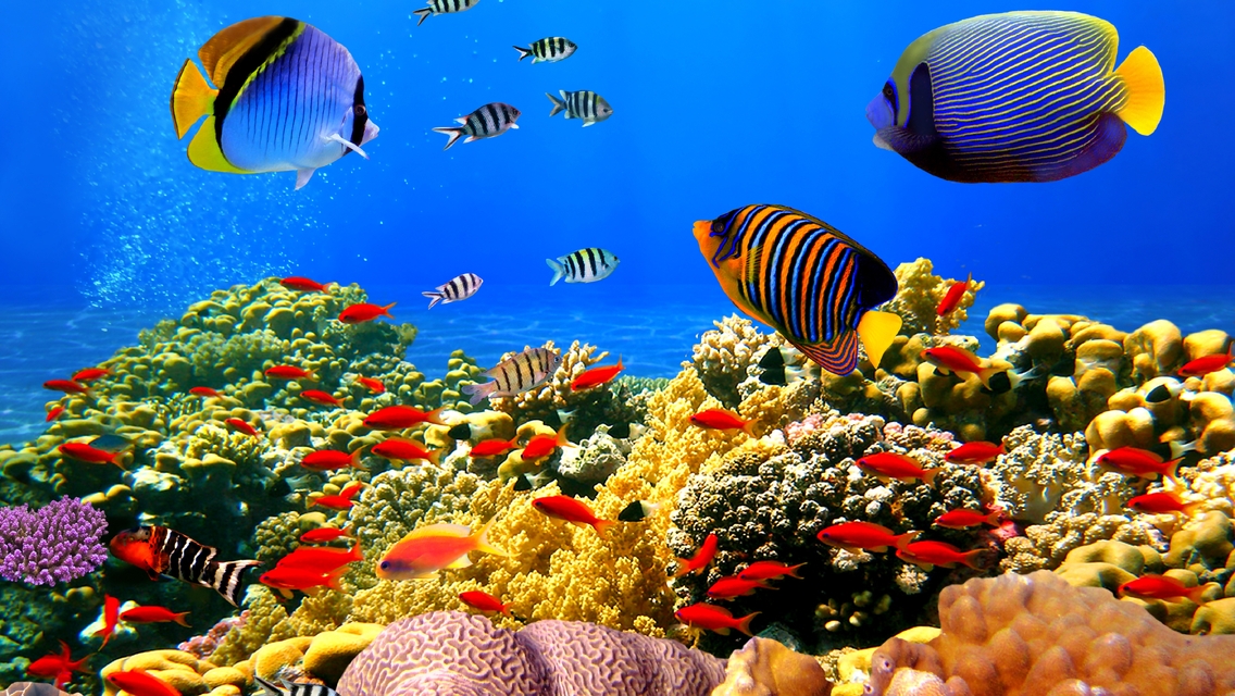 Image: Fish, corals, sea floor, ocean, water