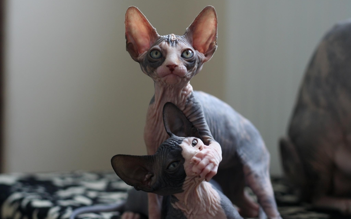 Image: Cat, two, play, breed, sphinx