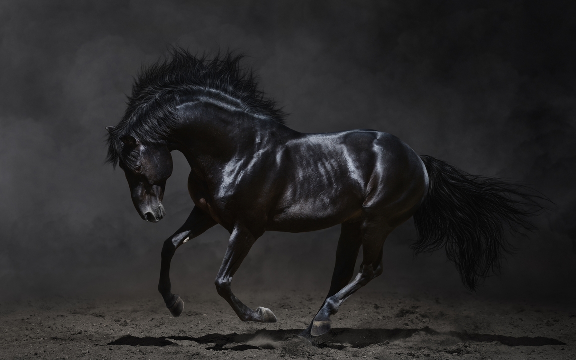 Image: Horse, black, jump, earth, beautiful, dust, smoke