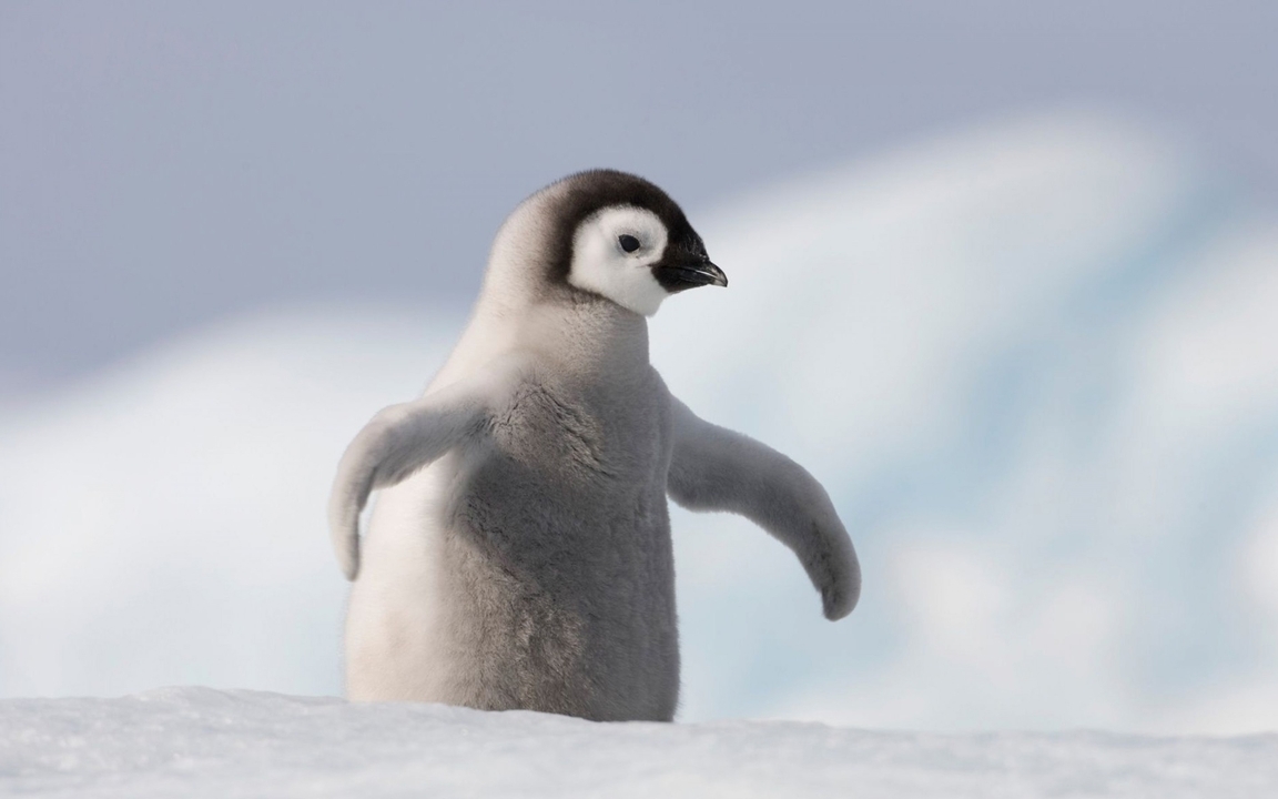 Картинка: Пингвинёнок, детёныш, голова, глаз, Антарктида, снег