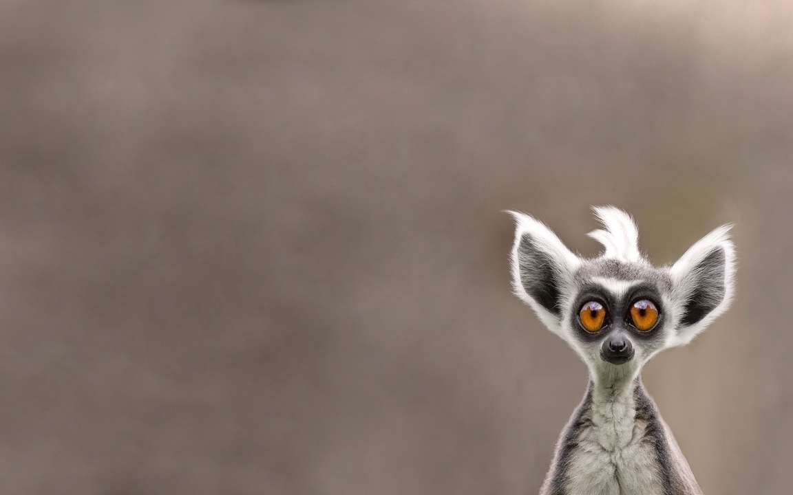 Image: Lemur, eyes, goggle-eyed