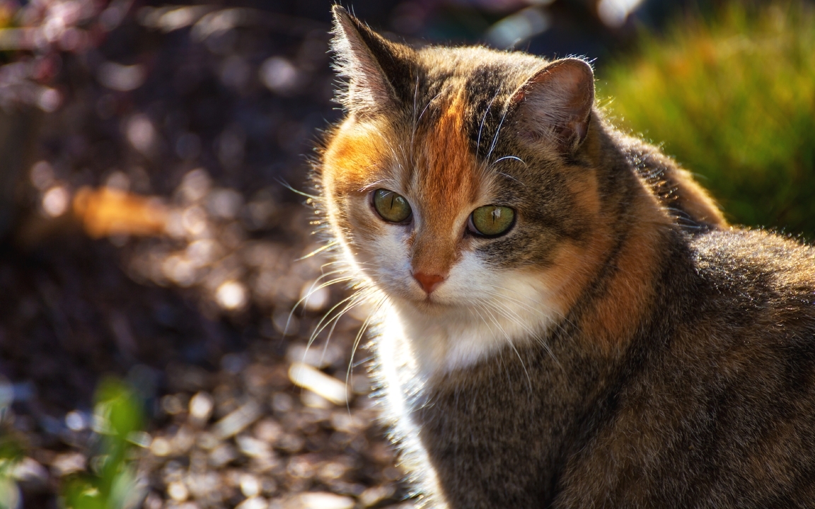 Image: Kitty, cat, tri-color, colorful, face, green, eyes, rays sun, basking