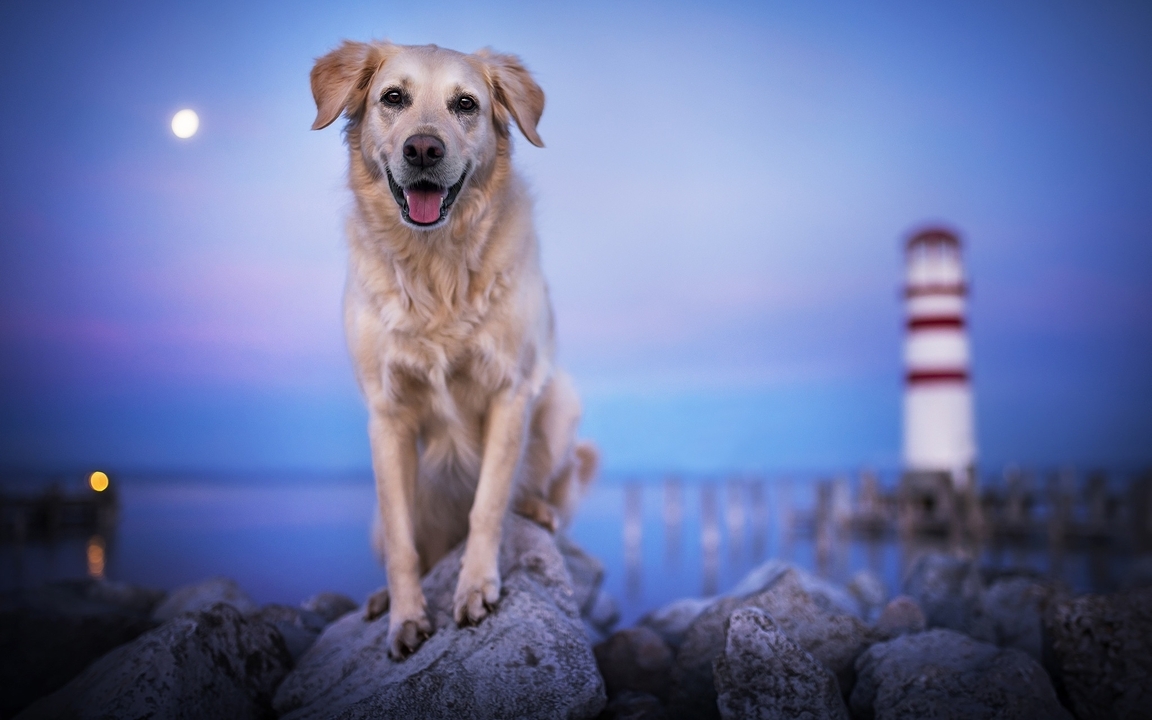 Картинка: Собака, камни, море, маяк, вечер, луна