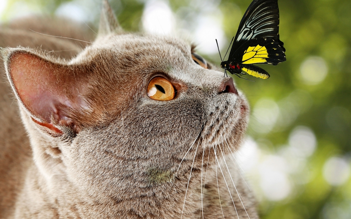 Image: Cat, muzzle, nose, butterfly, wings, sitting