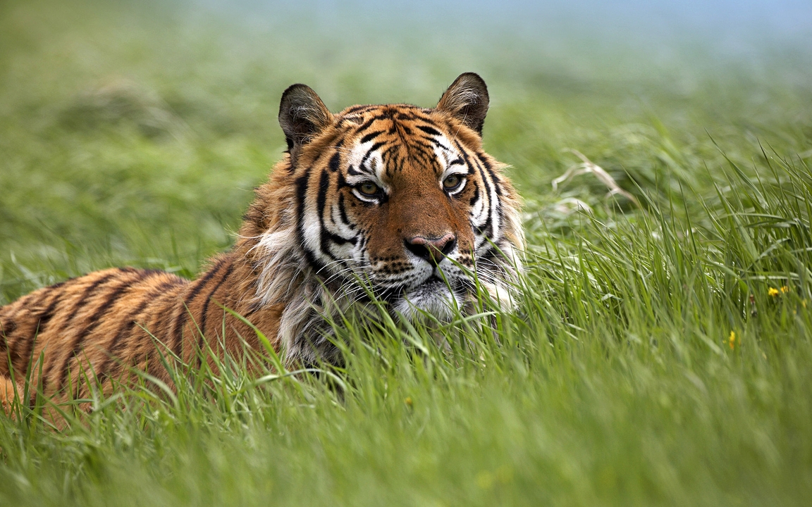 Картинка: тигр, трава, лежит, лето