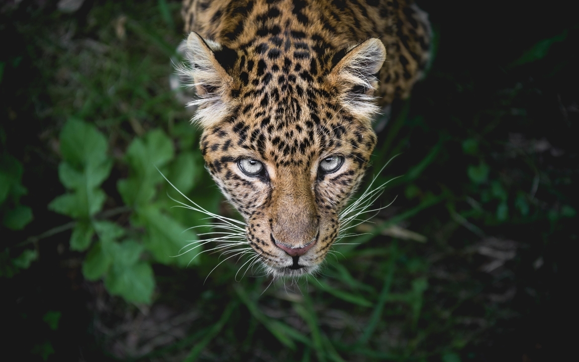 Image: Leopard, spots, muzzle, predator, looking