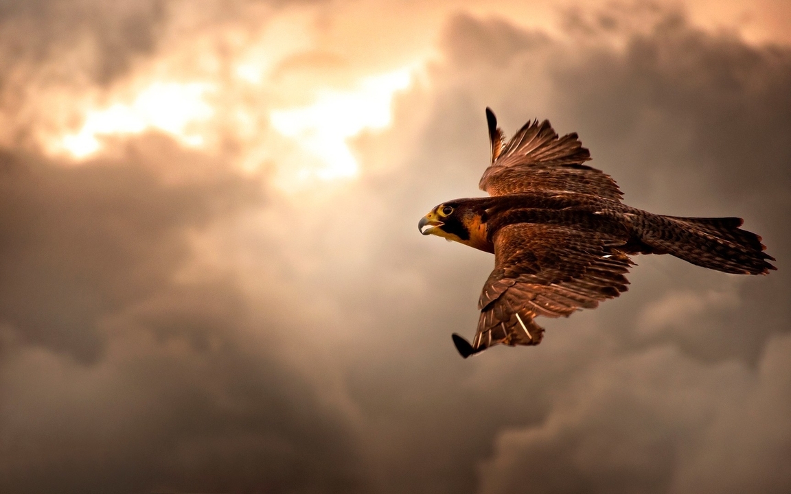 Image: bird, predator, flight