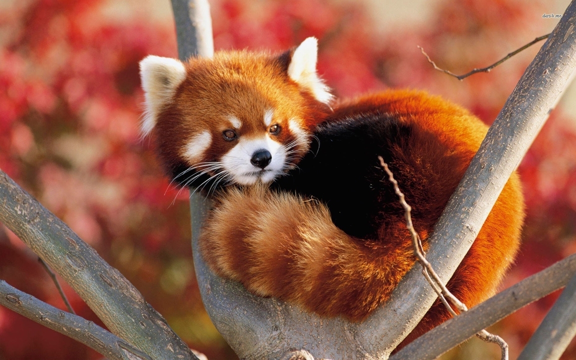 Image: Red Panda, stripes, face, fur, lying, branches, carnivore