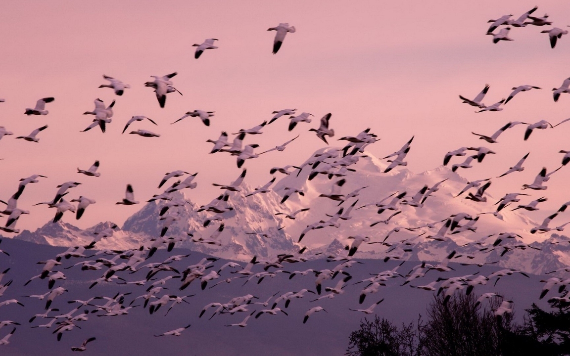 Картинка: Птицы, утки, стая, летят, небо, горы, природа